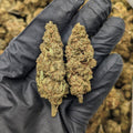 Orange Cookie