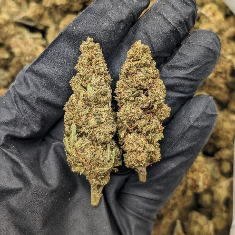 Orange Cookie