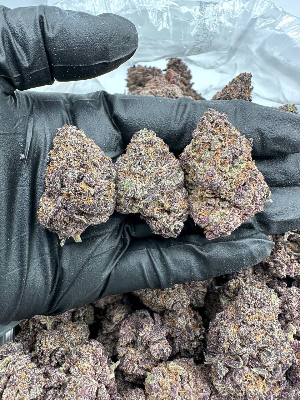 Chichi Premium Exotic