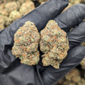 ORANGE KUSH
